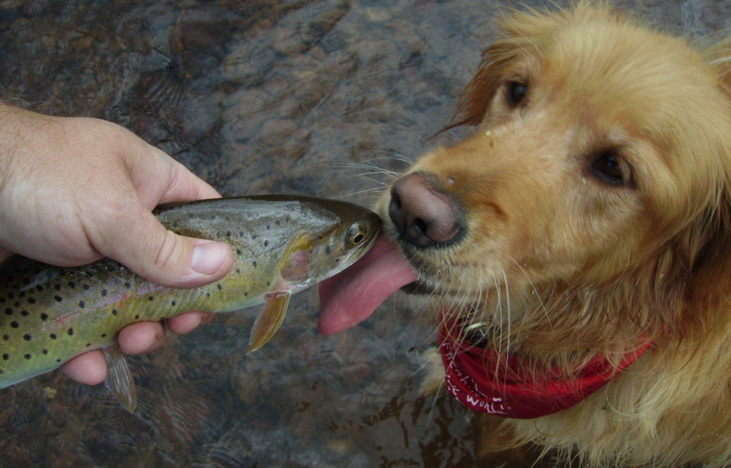pescado crudo y perro