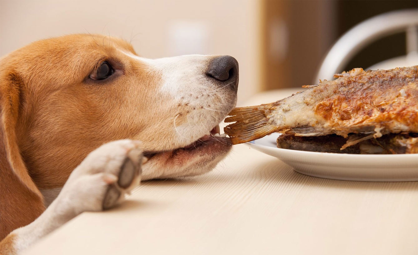 perro y pescado