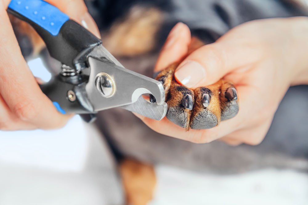 Cortaúñas para perros grandes: cómo no equivocarse al elegir