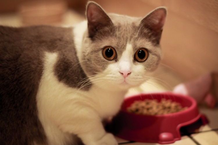 El gato come pienso del cuenco