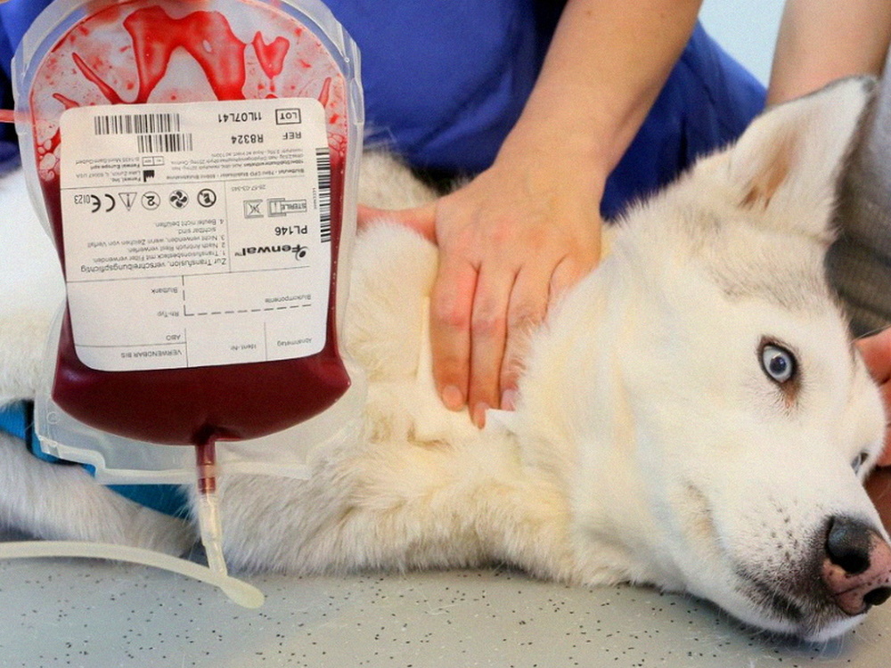 El perro y la sangre