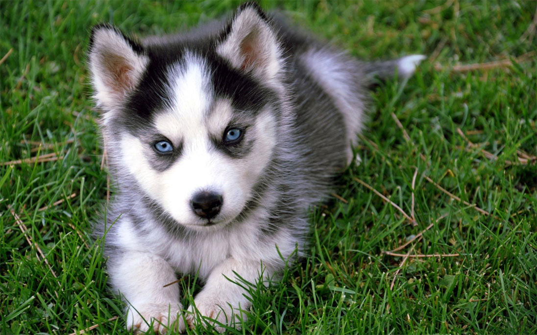 Nombres geniales para perros de distintas razas