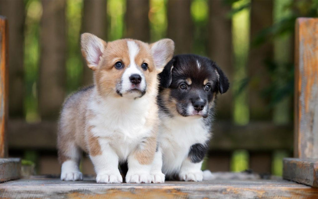 Nombres geniales y de prestigio para perros