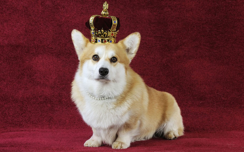 Nombres reales geniales para perros