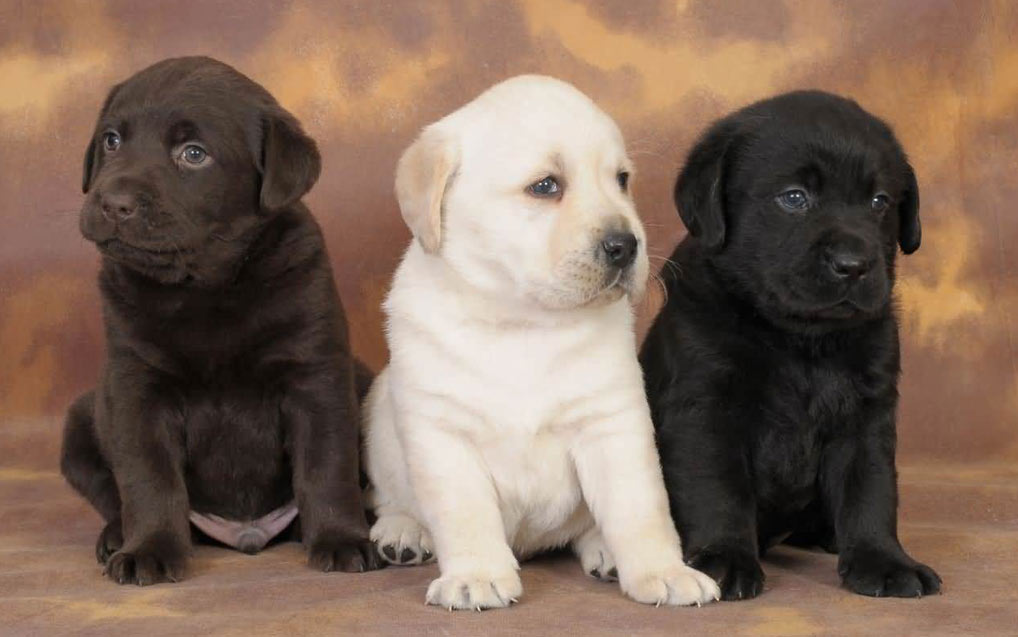 Nombres mitológicos geniales para perros