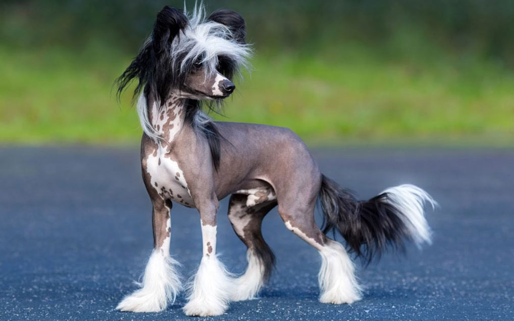 Nombres cósmicos geniales para perros