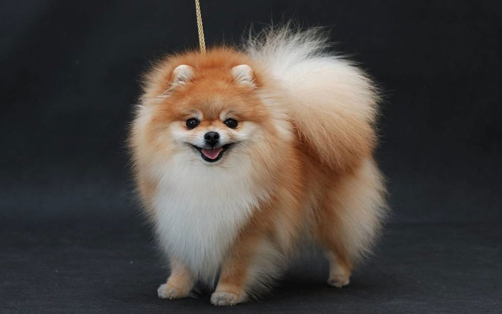 Nombres geniales para perros del ámbito informático