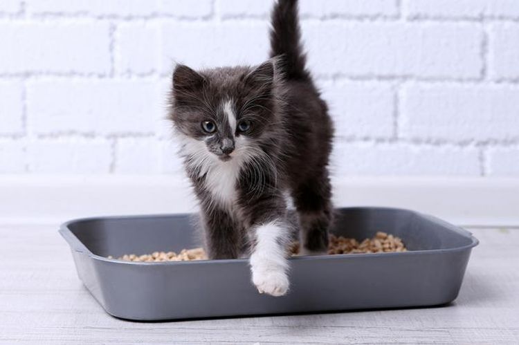 Kätzchen im Katzenklo