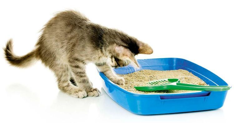 Das Kätzchen scharrt in der Katzenstreu