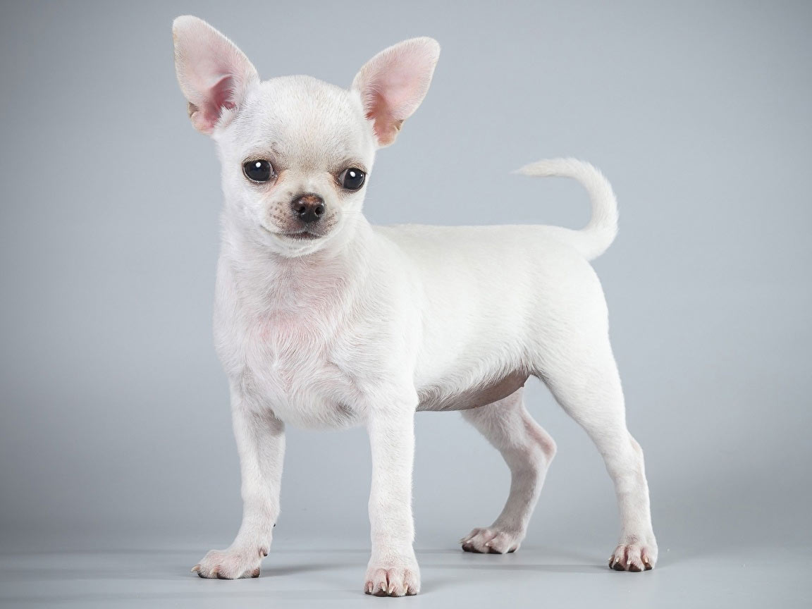 Chihuahua y otras razas de perros de ojos saltones