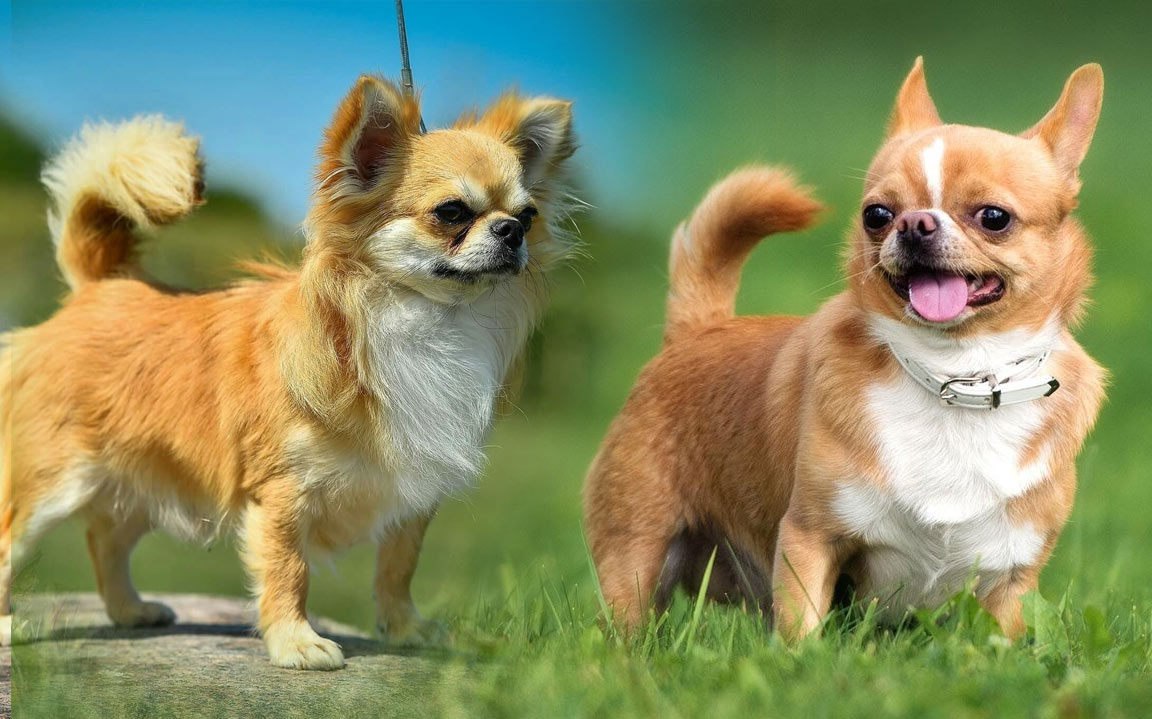 Chihuahuas: de ojos saltones y normales