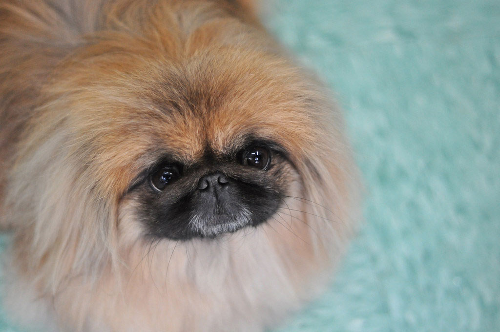 Pekinés y otras razas de perros de ojos saltones