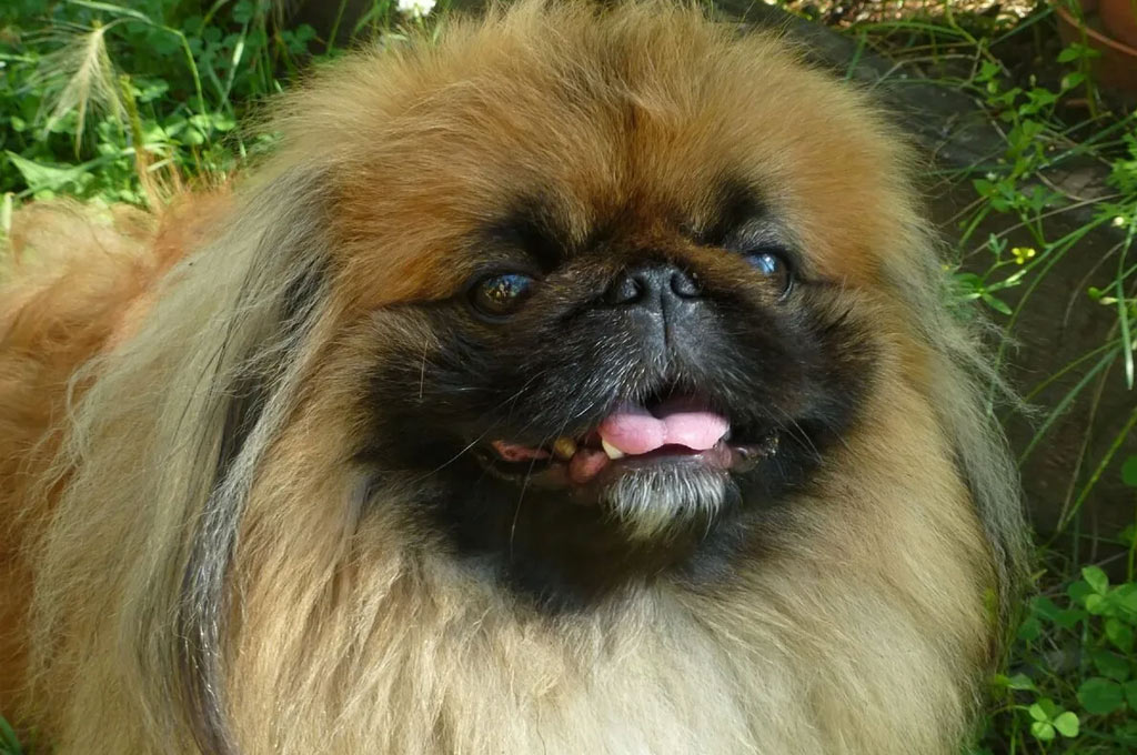 Pequinés y otros perros de ojos saltones