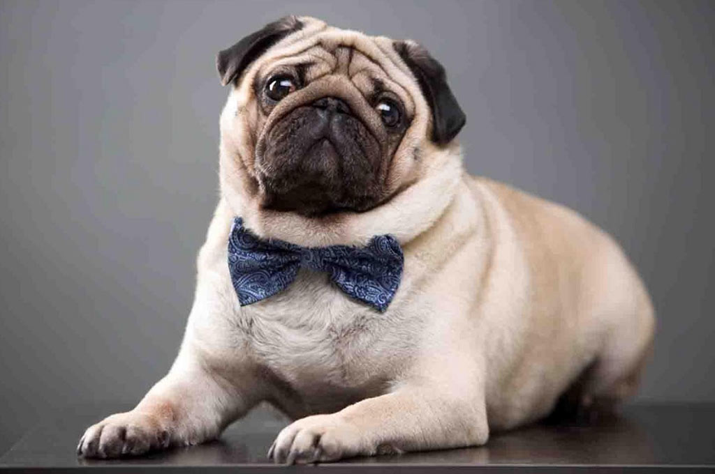 Carlino y otras razas de perros de ojos saltones