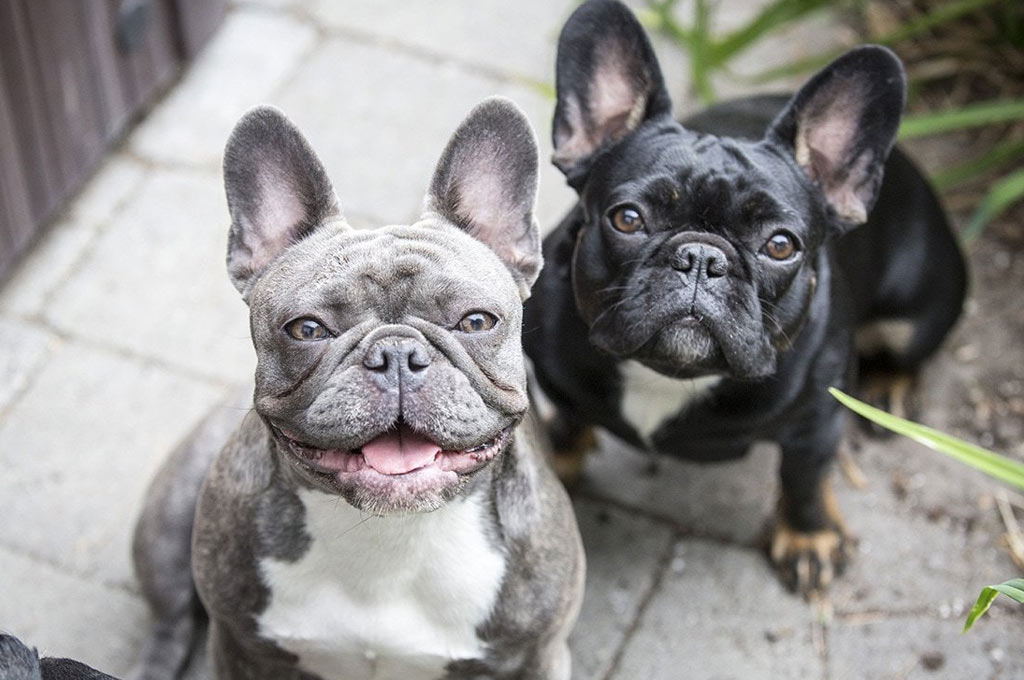 Bulldog francés y otras razas de perros de ojos saltones
