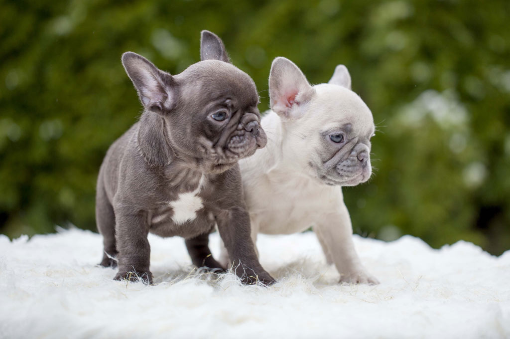 Bulldogs miniatura y otros perros de ojos saltones