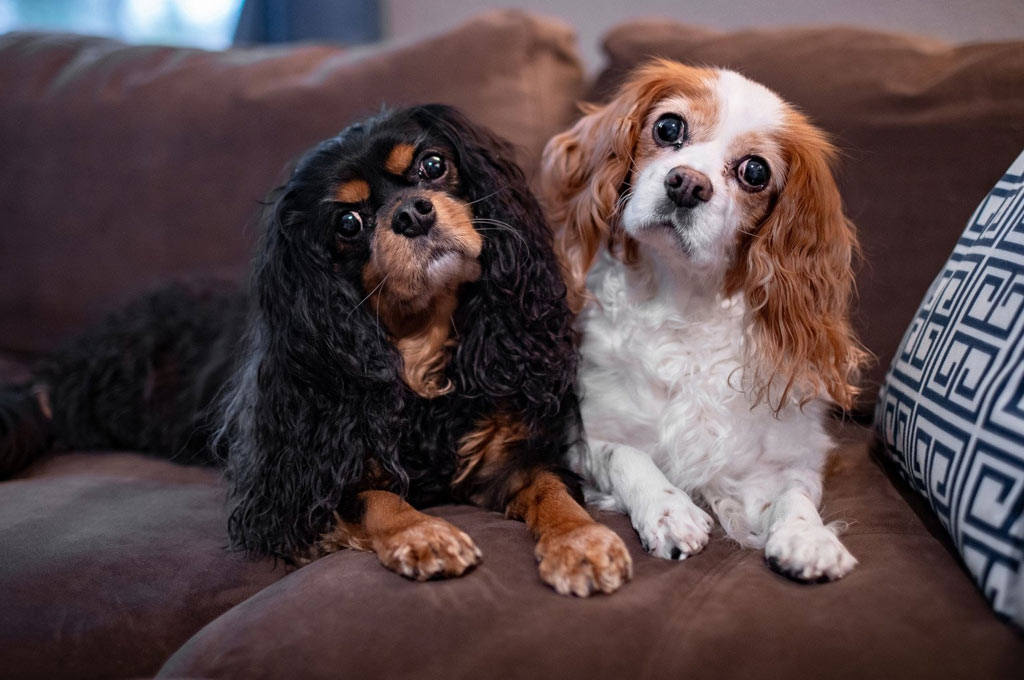 Cavalier King Charles Spaniel y otras razas de perros de ojos saltones