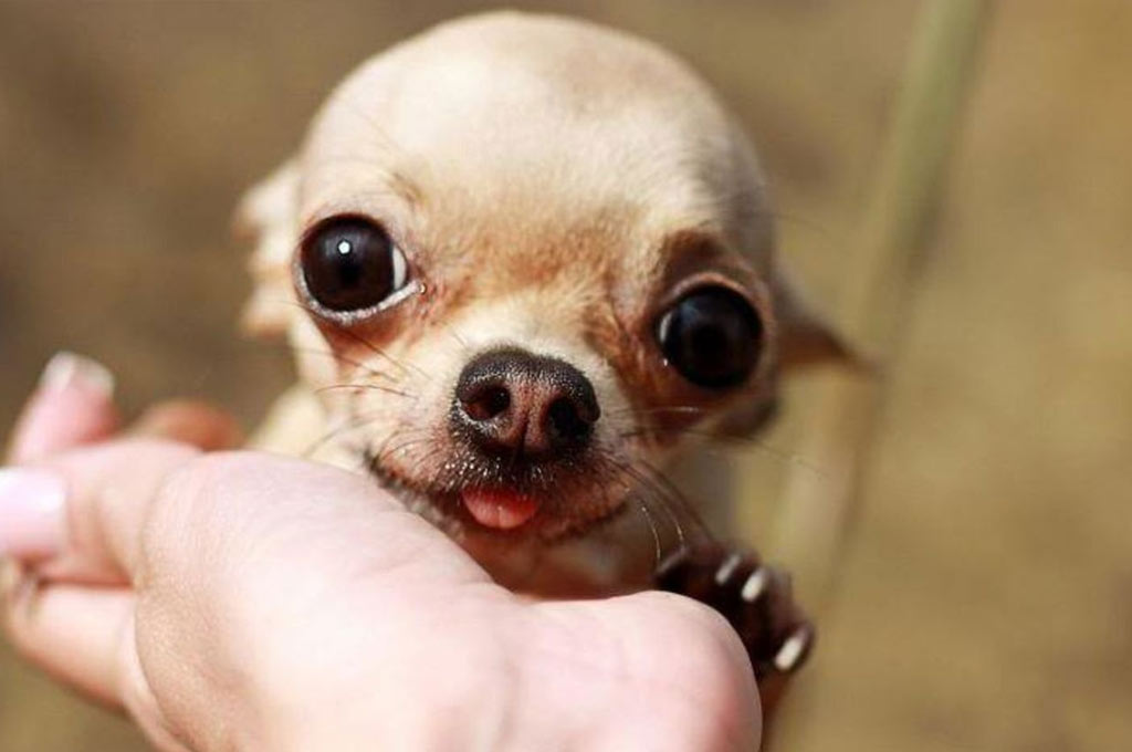 Ojos saltones en perros: ¿normalidad o patología?