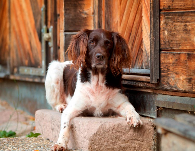 perro de la raza Münsterländer pequeño