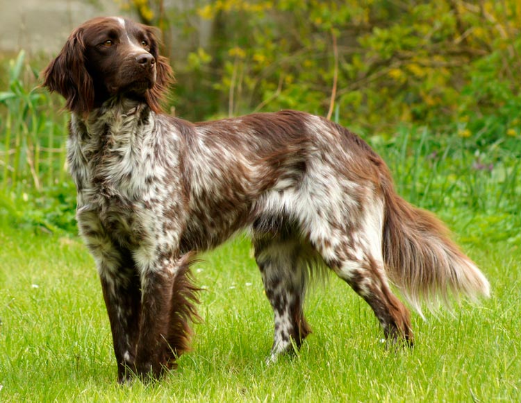 Raza de perro Münsterländer pequeño