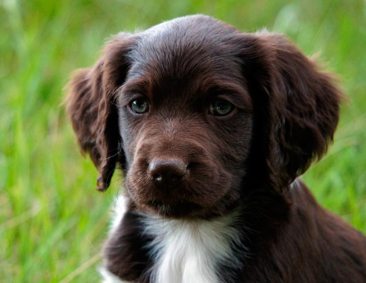 Cachorro de pequeño münsterländer