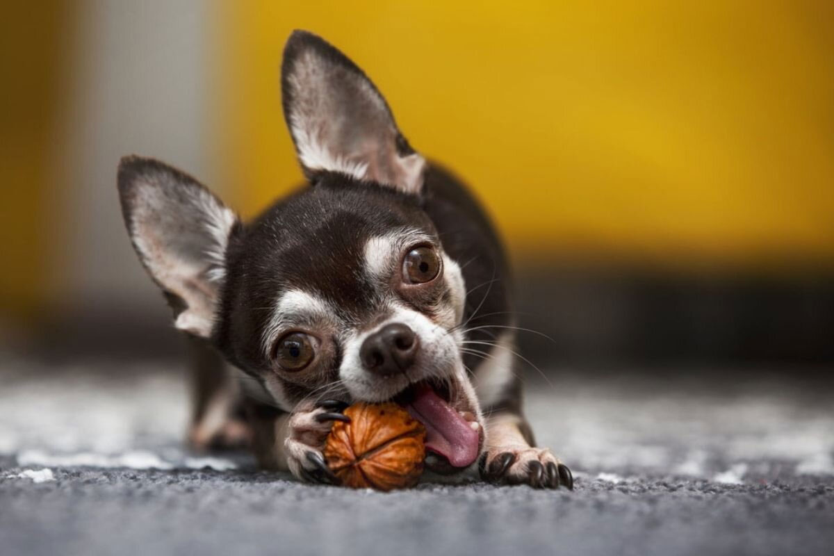 El perro y los frutos secos