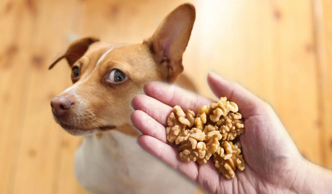¿Puede un perro comer nueces?
