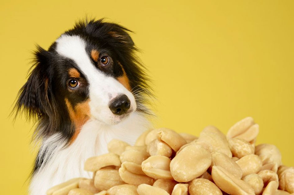 ¿Se le puede dar cacahuete a un perro?