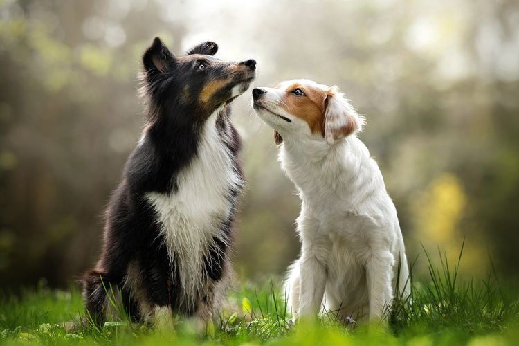 Pareja de perros