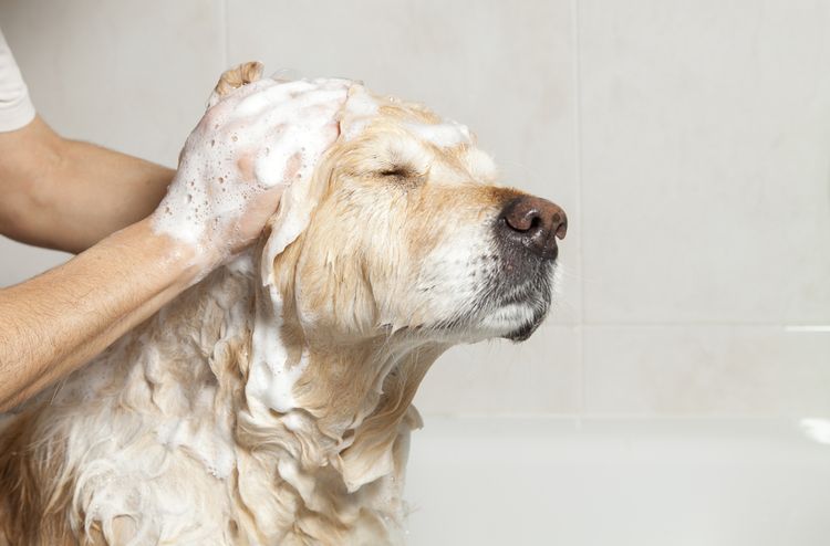 Baño del labrador