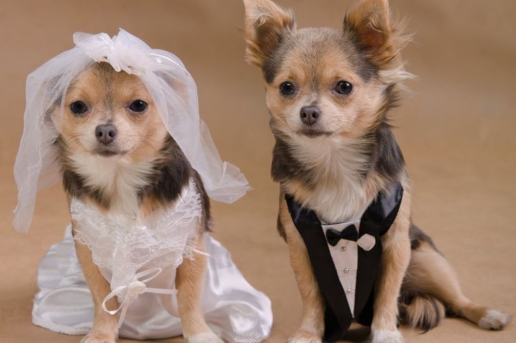 Perros con ropa de boda