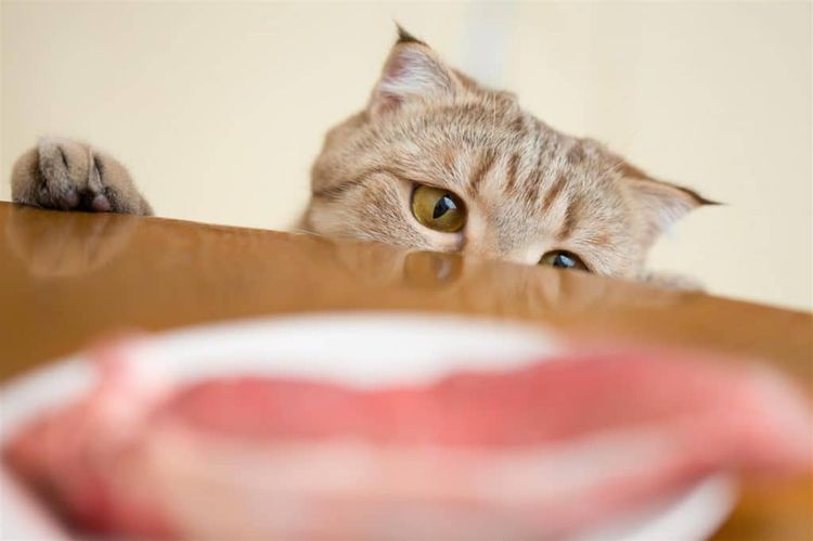 El gato quiere comer carne