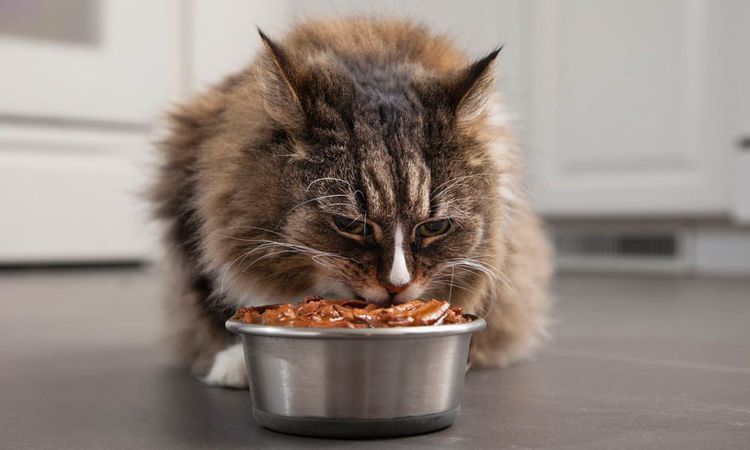 El gato come comida natural