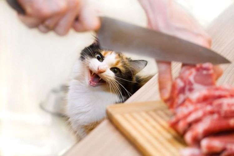 El gato espera carne
