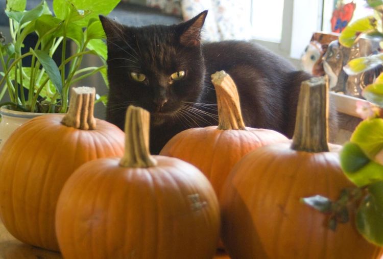 El gato negro y las calabazas