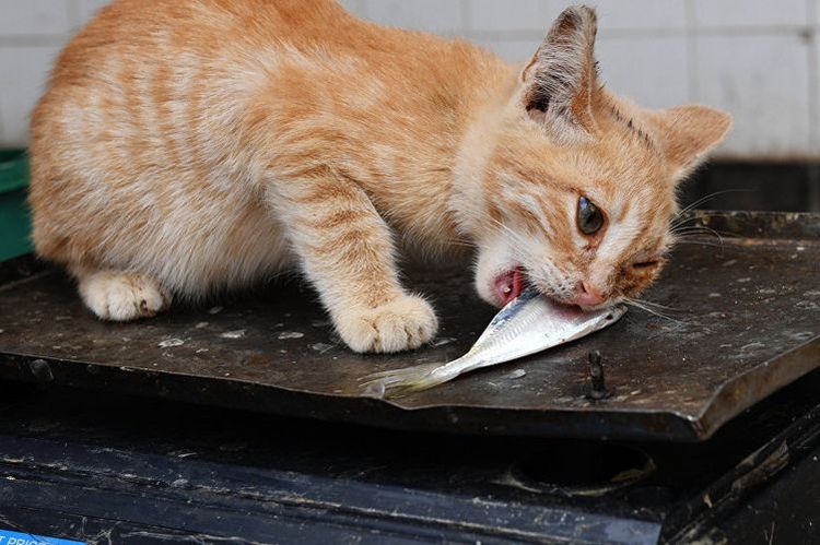 Gato comiendo pescado