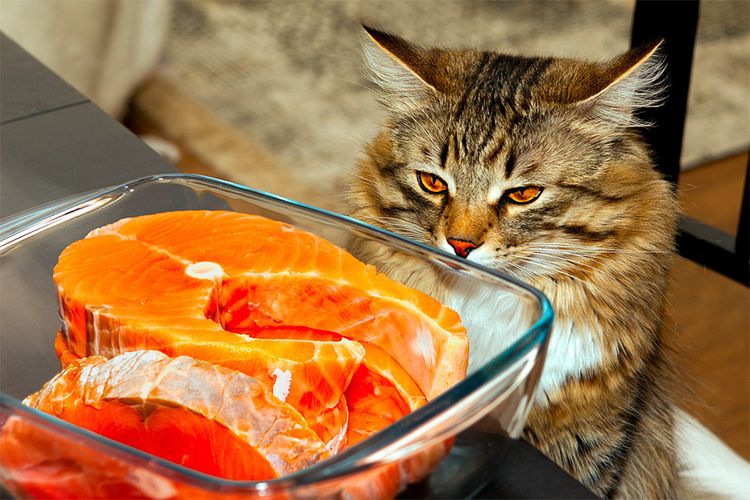 El gato y el pescado rojo