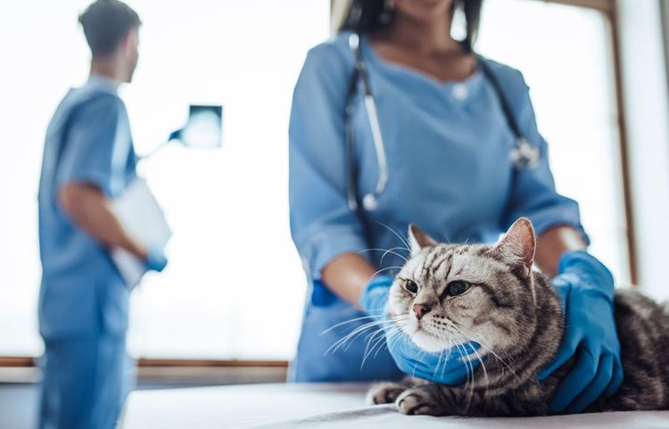 Gato en revisión en la clínica veterinaria