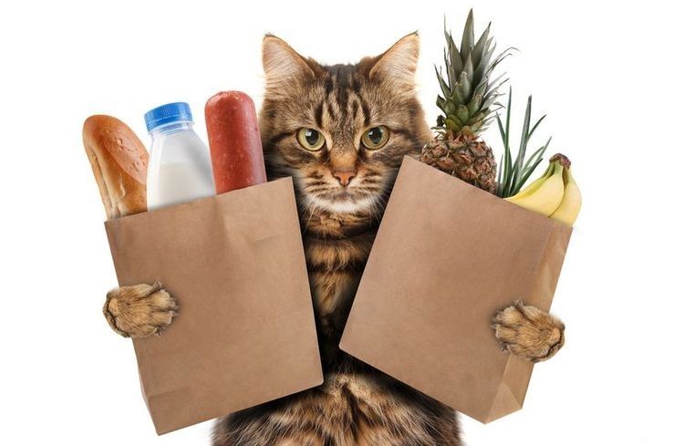 Alimentación natural para gatos