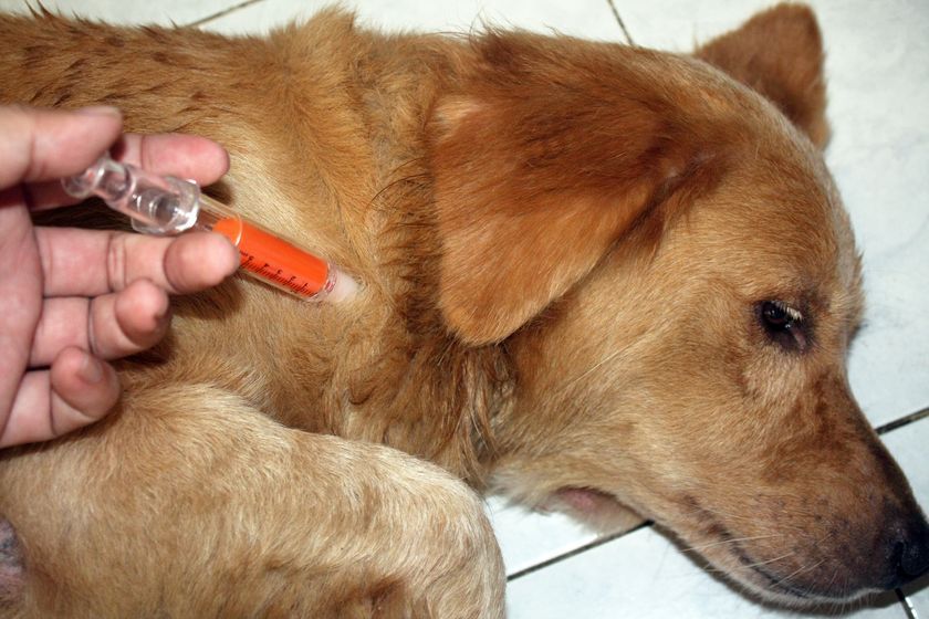 Inyección al perro
