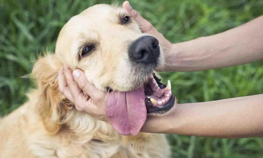 Perro sano