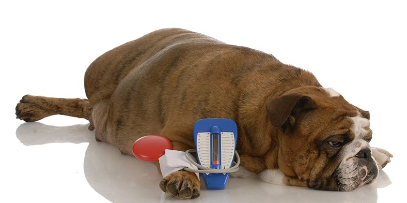 Diabetes insípida en perros