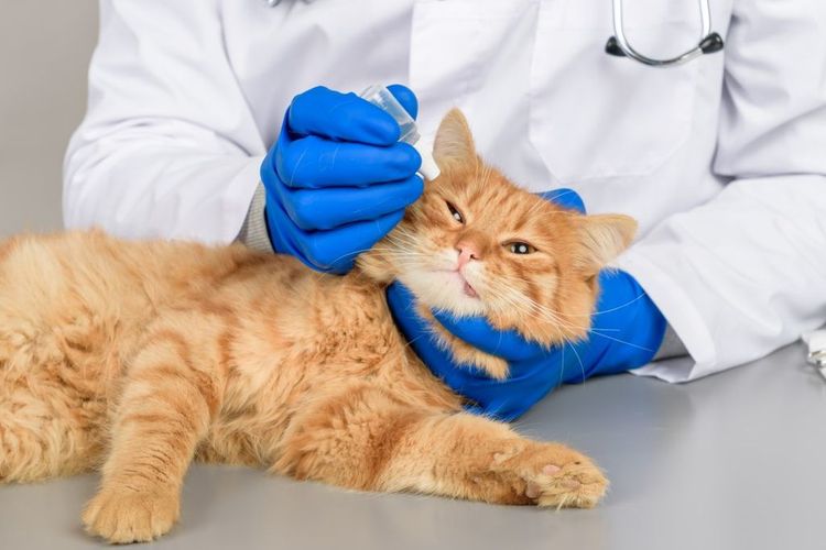 Al gato naranja le ponen gotas en los oídos