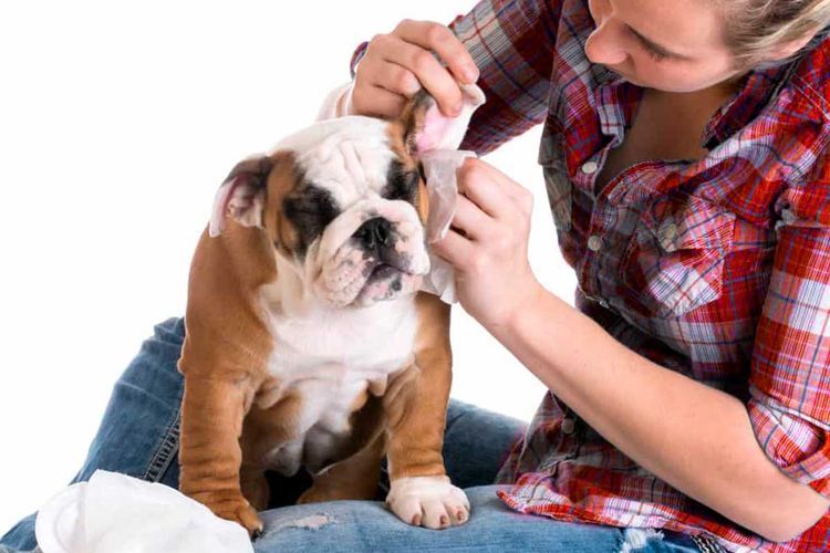 Se aplican gotas en el oído a un bulldog