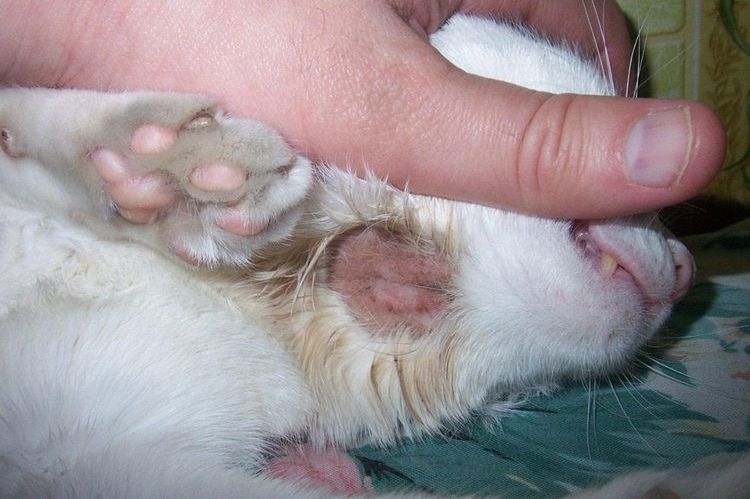 Pitiriasis versicolor en gatos
