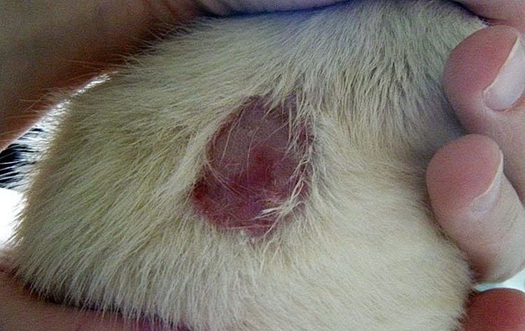 Pitiriasis rosada (enfermedad de Gibert) en gatos