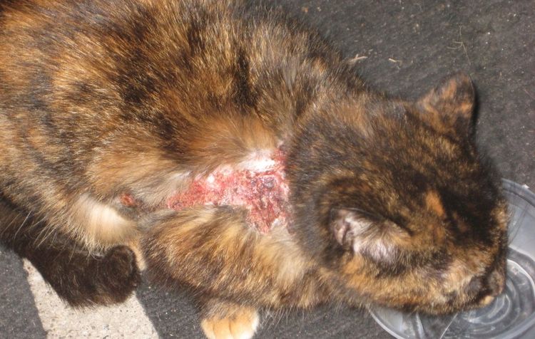Eccema (dermatitis húmeda) en gatos