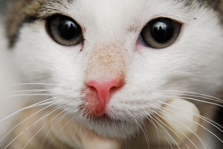 Liquen plano en gatos
