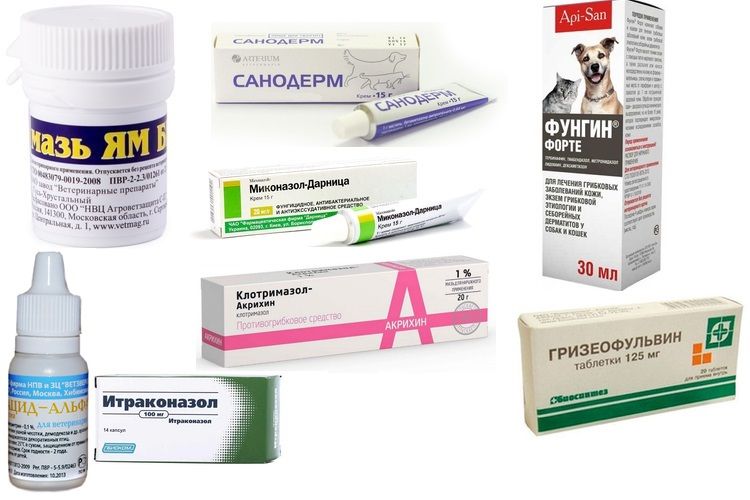 Preparados para el tratamiento de la tiña en gatos