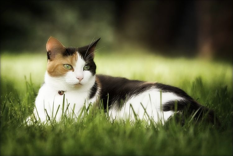 El gato yace en la hierba